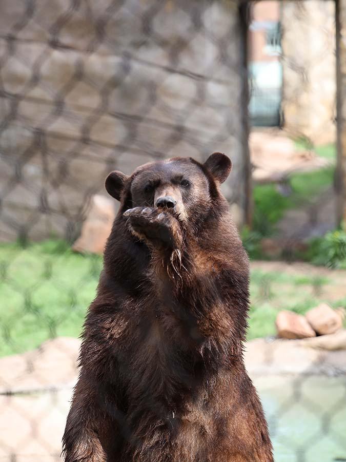 Black bear waving